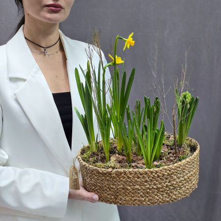 Композиция весенних луковичных в джутовом кашпо