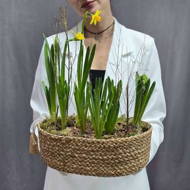 Композиция весенних луковичных в джутовом кашпо