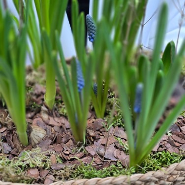 Композиция весенних луковичных в джутовом кашпо