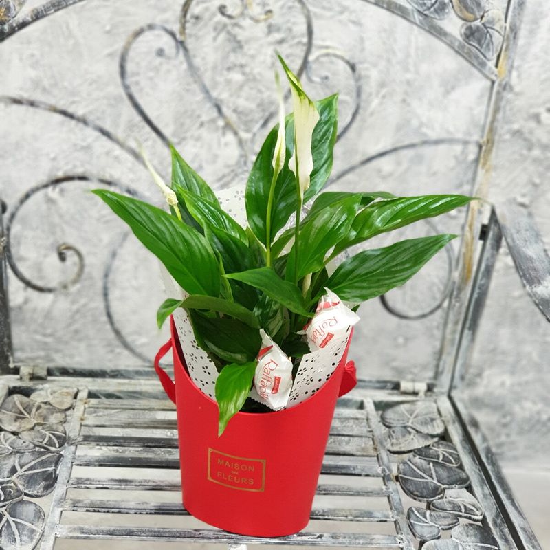 спатифиллум состав. спатифиллум джемини. спатифиллум культиварс. спатифиллум состав. спатифиллум грунт.